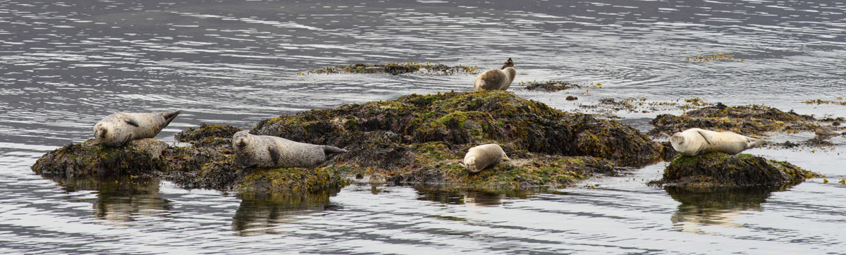 seals